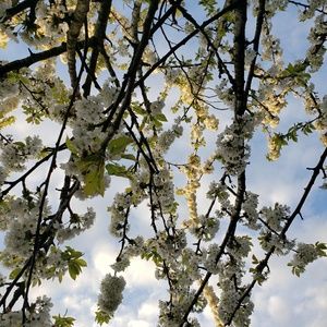 Meet your Posher, Amarie